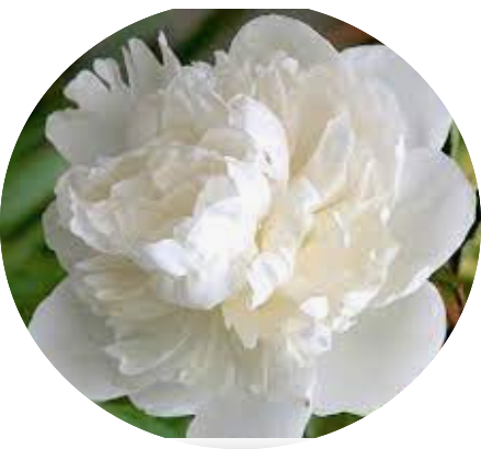 Paeonia Lactiflora Duchesse de Nemours
