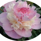 Paeonia Lactiflora Sorbet