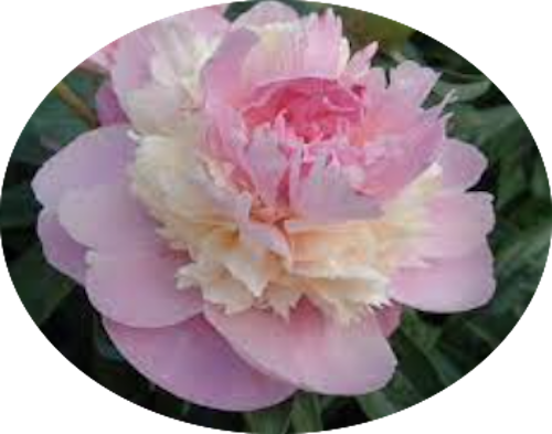 Paeonia Lactiflora Sorbet