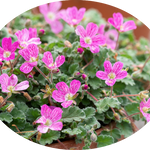 Erodium Reichardii bishop Form' v.9