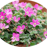 Erodium Reichardii bishop Form' v.9