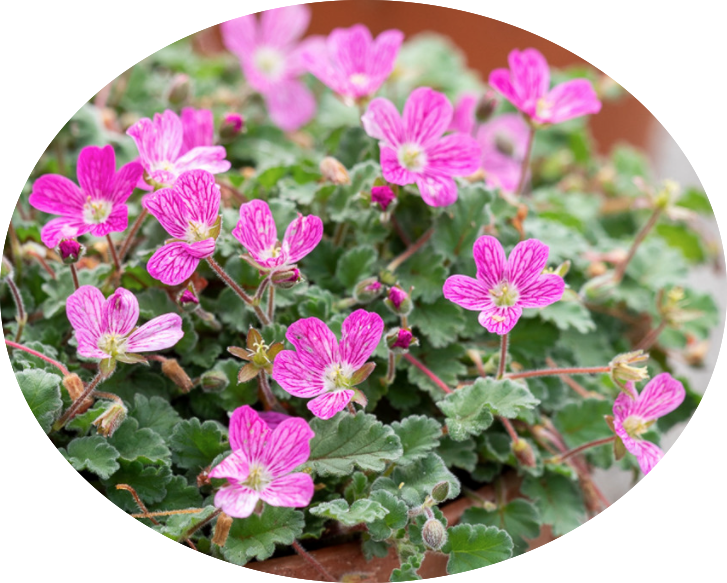 Erodium Reichardii bishop Form' v.9