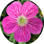 Erodium Reichardii bishop Form' v.9