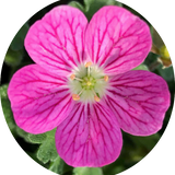 Erodium Reichardii bishop Form' v.9