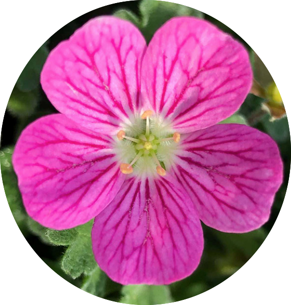 Erodium Reichardii bishop Form' v.9