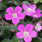 Erodium Reichardii bishop Form' v.9