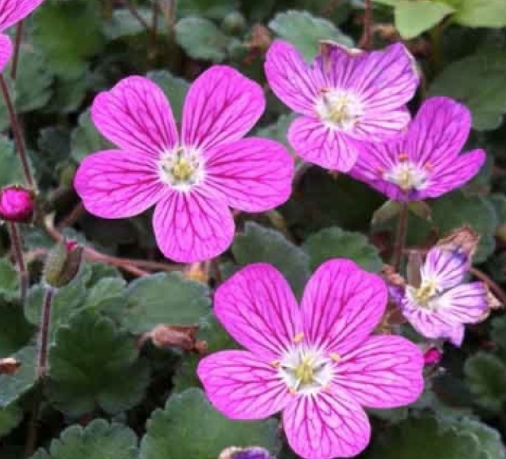 Erodium Reichardii bishop Form' v.9