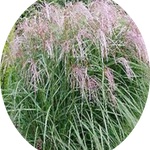 Miscanthus sin. 'Apache' ®  v. 18