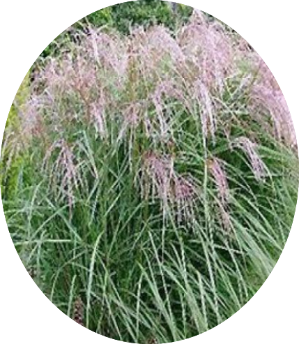 Miscanthus sin. 'Apache' ®  v. 18