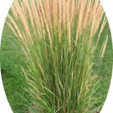 Calamagrostis cm. 150 acutiflora 'Karl Foerster' v.9