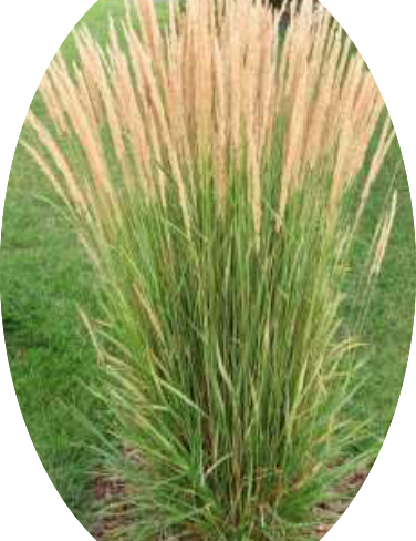 Calamagrostis cm. 150 acutiflora 'Karl Foerster' v.9
