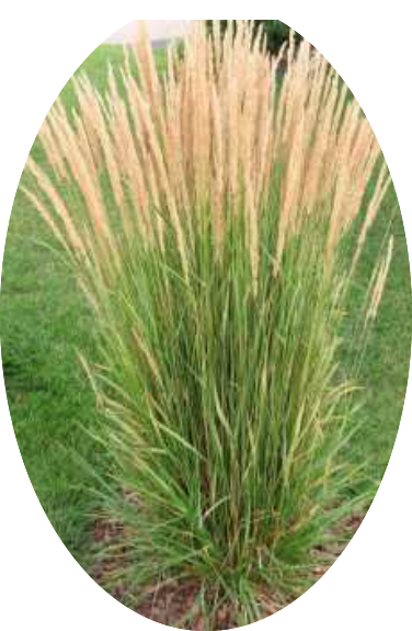 Calamagrostis cm. 150 acutiflora 'Karl Foerster' v.9