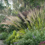 Calamagrostis cm.70/80 arundinacea brachytricha v.18/19