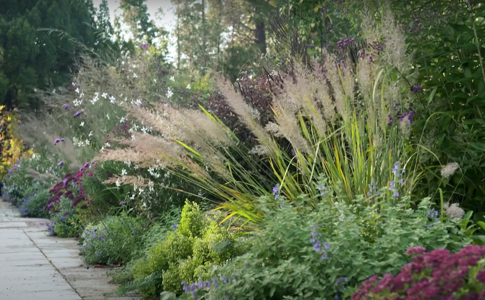 Calamagrostis cm.70/80 arundinacea brachytricha v.18/19