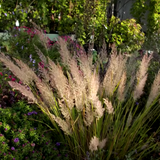Calamagrostis cm.70/80 arundinacea brachytricha v.18/19