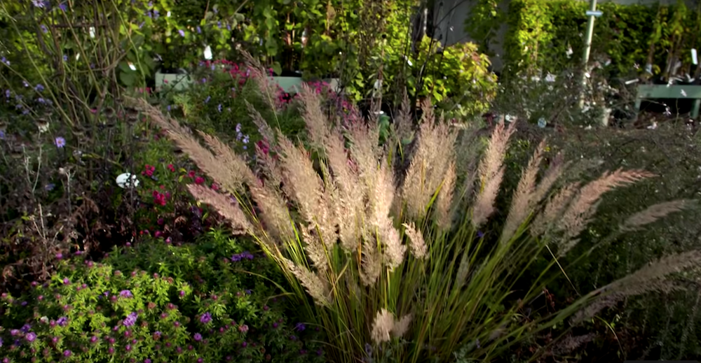 Calamagrostis cm.70/80 arundinacea brachytricha v.18/19
