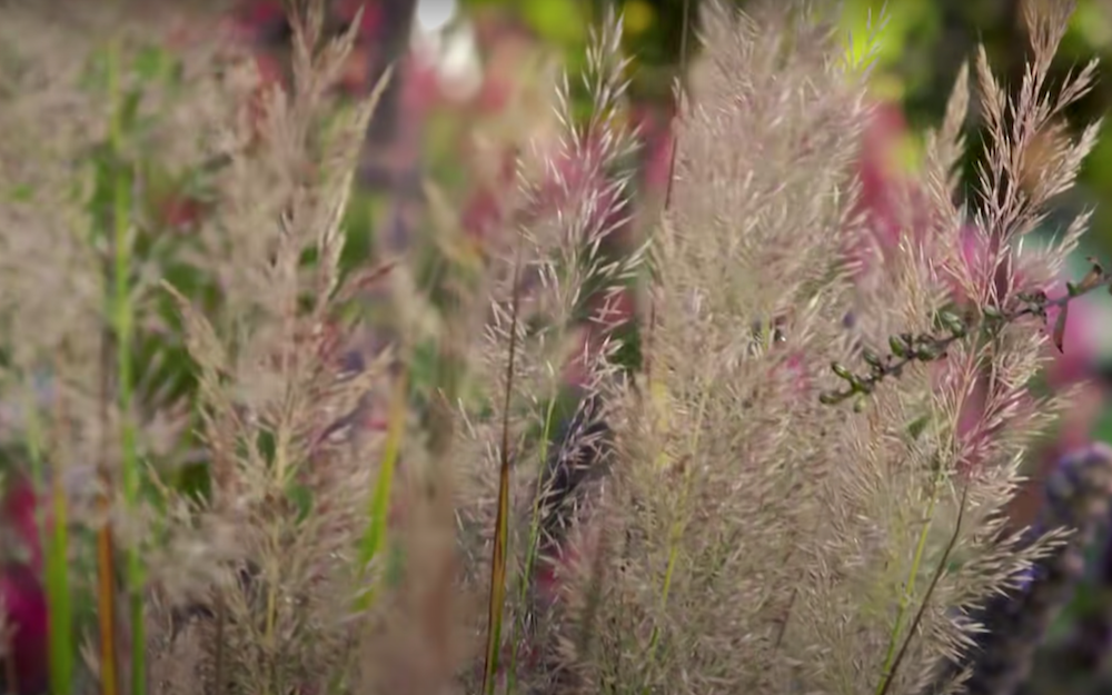 Calamagrostis cm.70/80 arundinacea brachytricha v.18/19