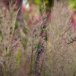 Calamagrostis cm.70/80 arundinacea brachytricha v.18/19
