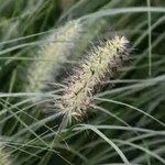 Pennisetum 'Little Bunny' alopecuroides v.9