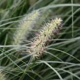 Pennisetum 'Little Bunny' alopecuroides v.9