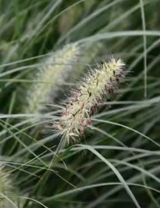 Pennisetum 'Little Bunny' alopecuroides v.9