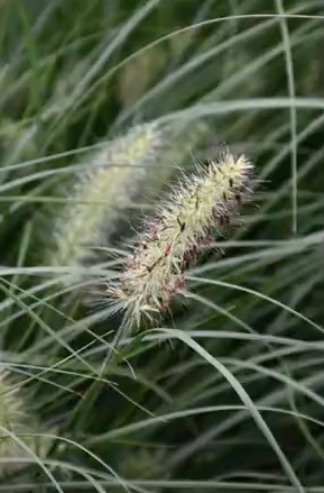 Pennisetum 'Little Bunny' alopecuroides v.9