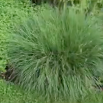 Pennisetum 'Little Bunny' alopecuroides v.9