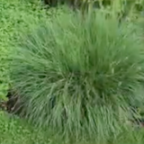 Pennisetum 'Little Bunny' alopecuroides v.9