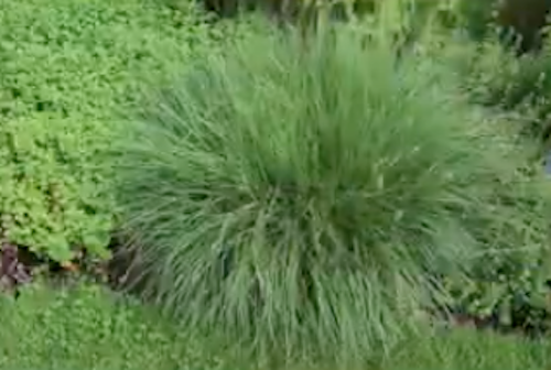 Pennisetum 'Little Bunny' alopecuroides v.9