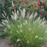 Pennisetum 'Little Bunny' alopecuroides v.9