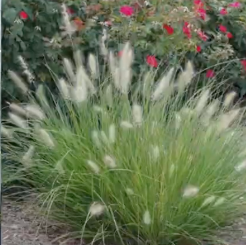 Pennisetum 'Little Bunny' alopecuroides v.9