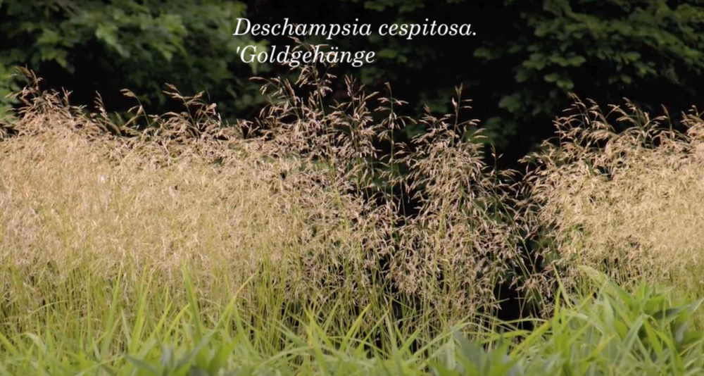Deschampsia cm.100 ces. 'Goldgehänge v.18/19