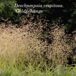 Deschampsia cm.100 ces. 'Goldgehänge v.18/19