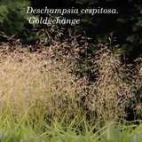 Deschampsia cm.100 ces. 'Goldgehänge v.18/19