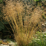 Deschampsia cm.100 ces. 'Goldgehänge v.18/19