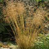 Deschampsia cm.100 ces. 'Goldgehänge v.18/19