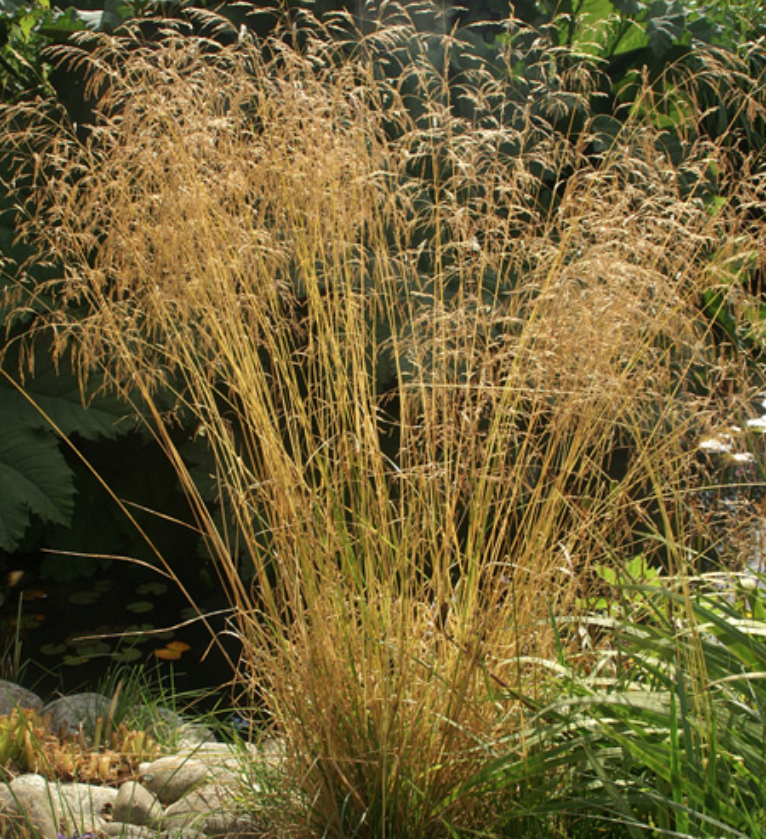 Deschampsia cm.100 ces. 'Goldgehänge v.18/19