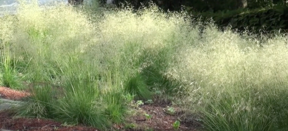 Deschampsia cm.100 ces. 'Goldgehänge v.18/19
