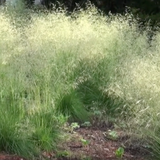 Deschampsia cm.100 ces. 'Goldgehänge v.18/19