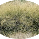 Deschampsia cm.80 Cespitosa v.18/19