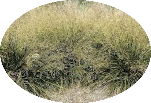 Deschampsia cm.80 Cespitosa v.18/19