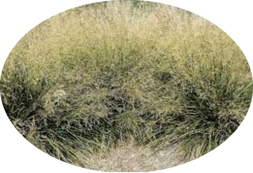 Deschampsia cm.80 Cespitosa v.18/19