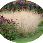 Deschampsia cm.80 Cespitosa v.18/19