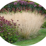 Deschampsia cm.80 Cespitosa v.18/19
