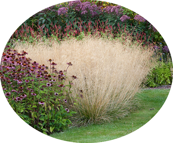 Deschampsia cm.80 Cespitosa v.18/19