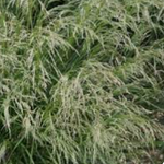 Deschampsia cm.90 Cespitosa Tardiflora vaso 18/19