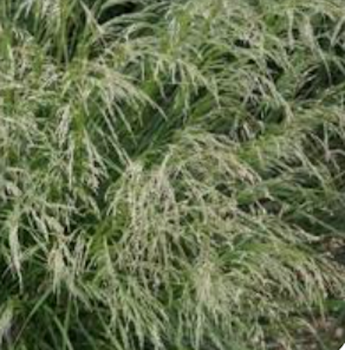 Deschampsia cm.90 Cespitosa Tardiflora vaso 18/19