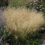 Deschampsia cm.90 Cespitosa Tardiflora vaso 18/19