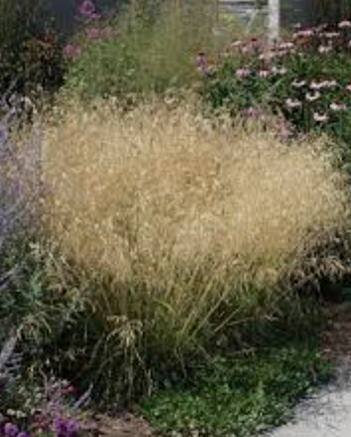 Deschampsia cm.90 Cespitosa Tardiflora vaso 18/19