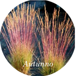 Festuca  'Walberla' v.18  cm.30 a maturazione